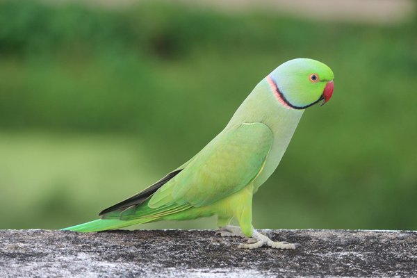 L'impact de la ferme animalière sur le tourisme local